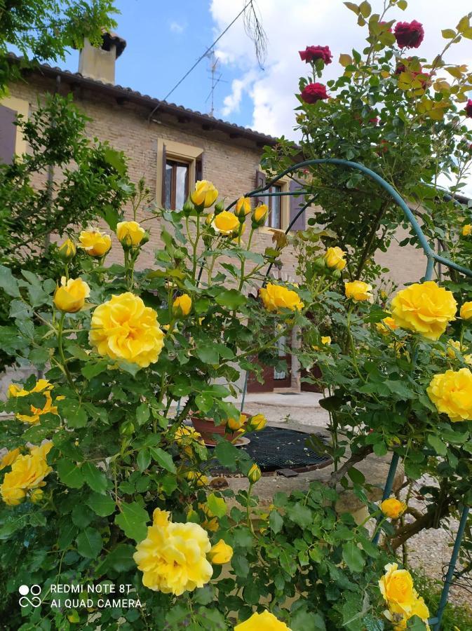 La Rosa Selvatica Bed & Breakfast Ravarino Exterior photo